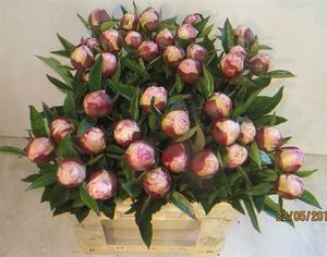 PIVOINE GARDENIA 55